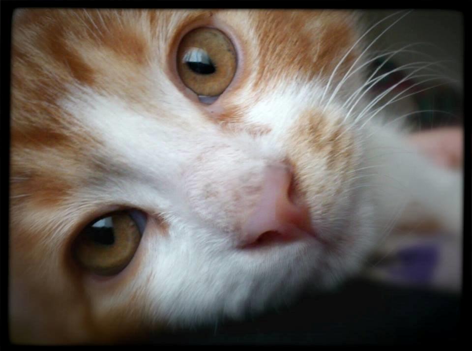 Huskat Lille Mæs billede 5