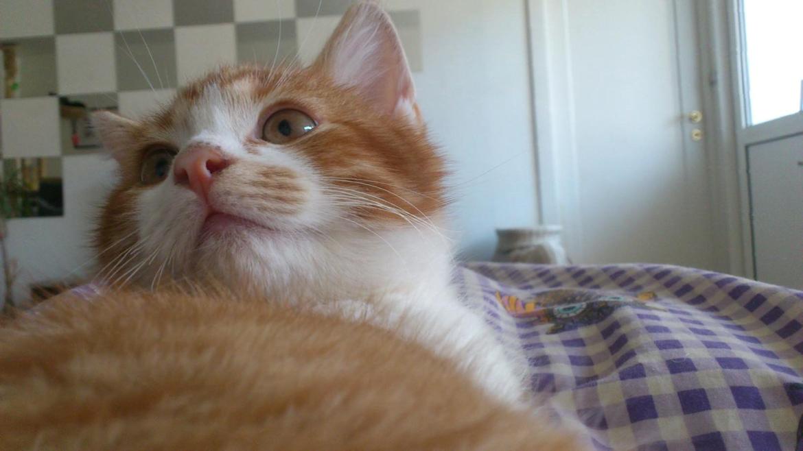 Huskat Lille Mæs billede 6