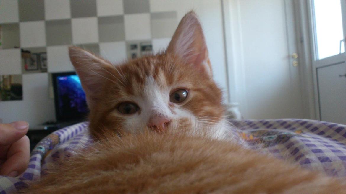 Huskat Lille Mæs billede 7