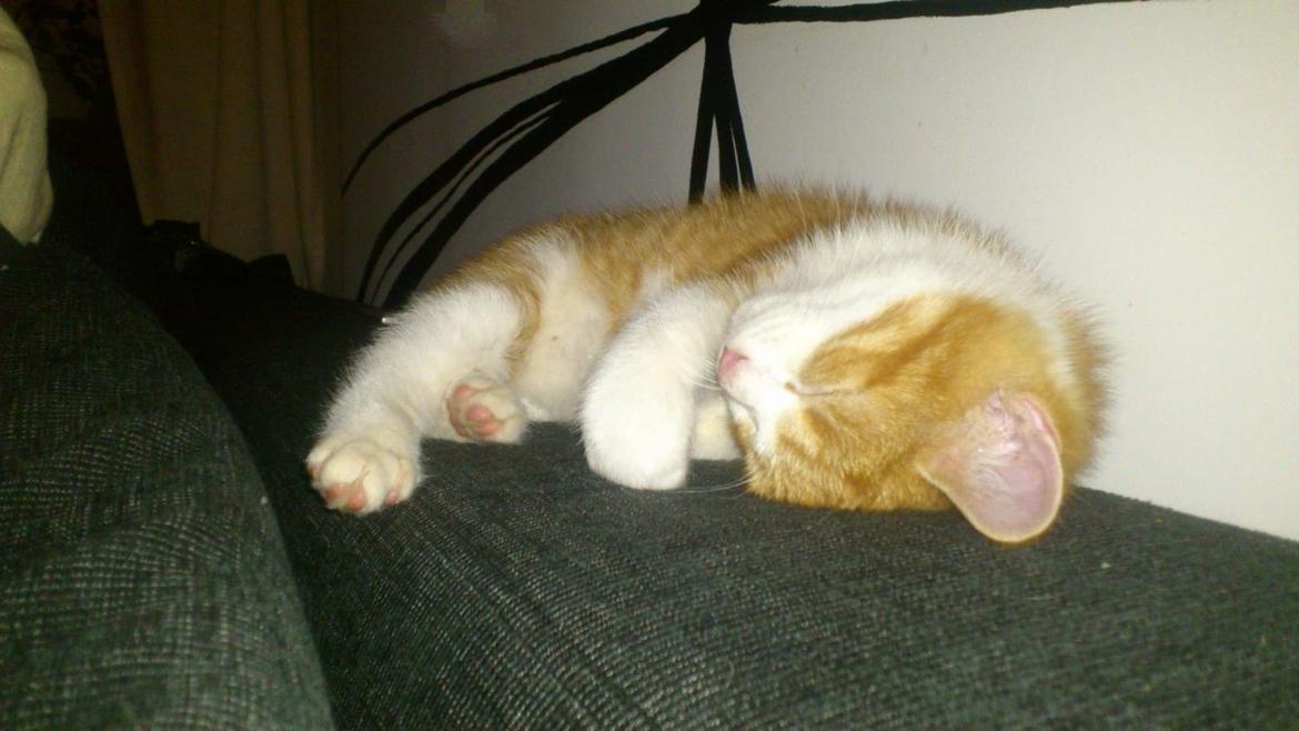 Huskat Lille Mæs billede 8