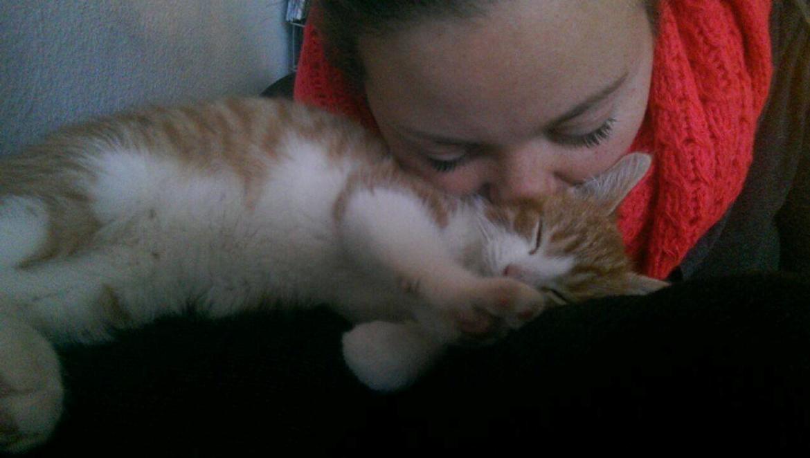 Huskat Lille Mæs billede 9