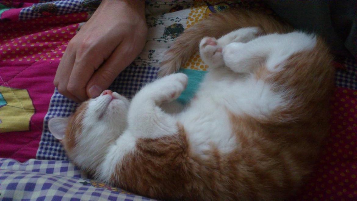 Huskat Lille Mæs billede 10