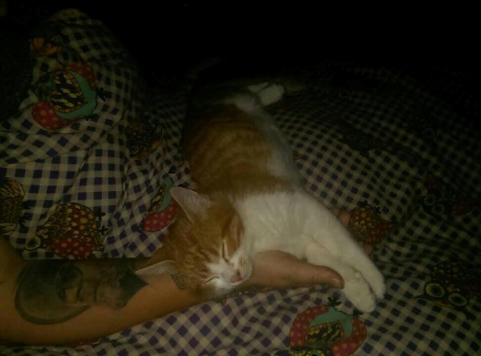 Huskat Lille Mæs billede 12