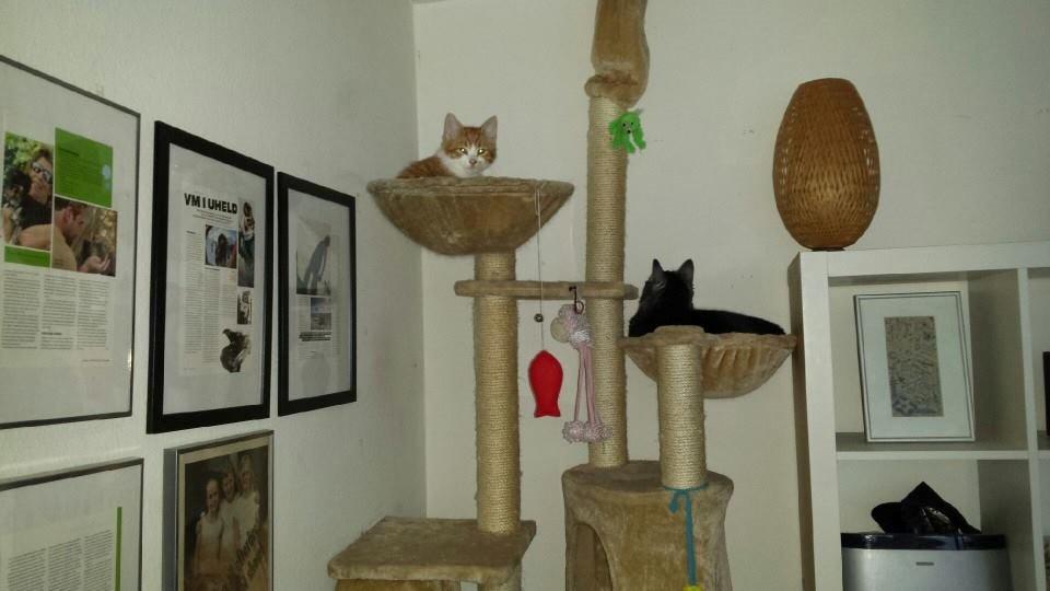 Huskat Lille Mæs billede 13