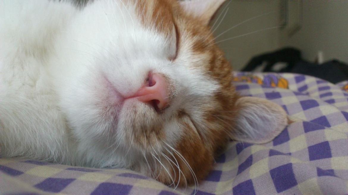 Huskat Lille Mæs billede 14