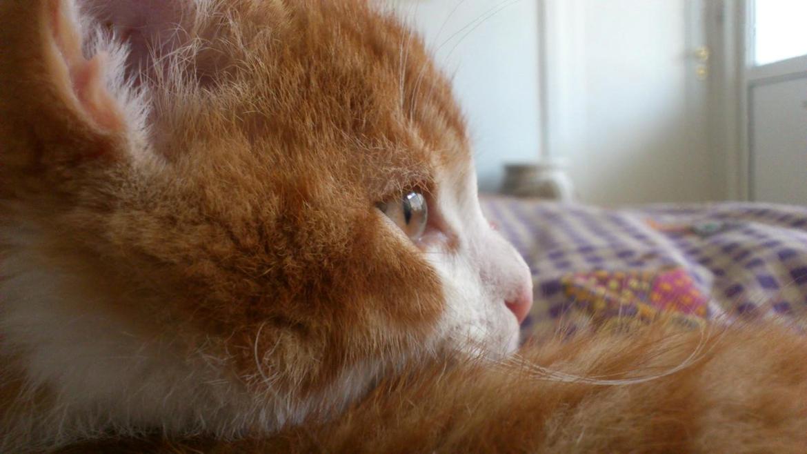 Huskat Lille Mæs billede 15