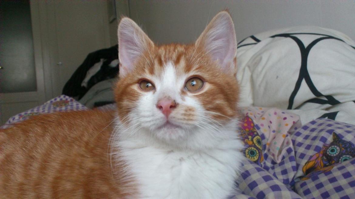 Huskat Lille Mæs billede 16