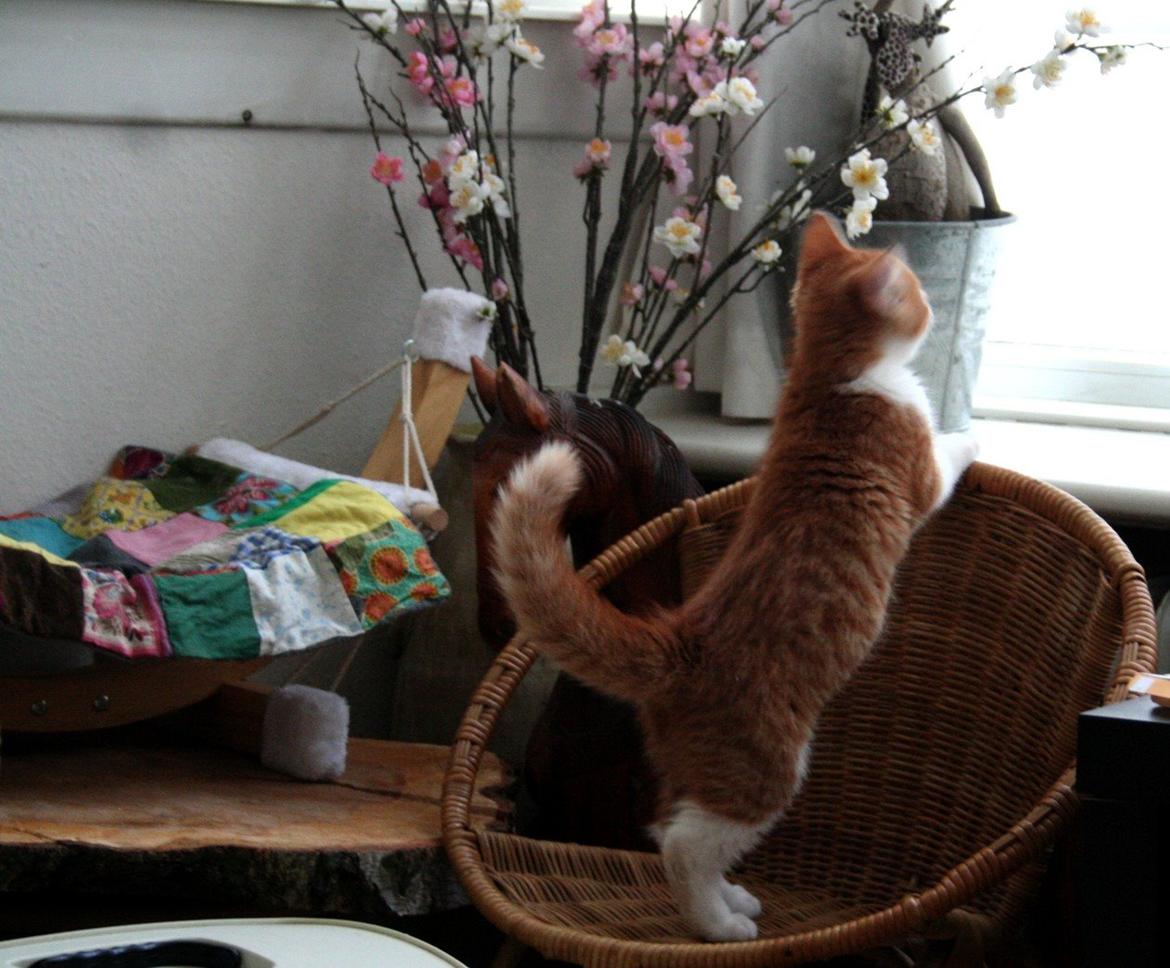 Huskat Lille Mæs billede 17