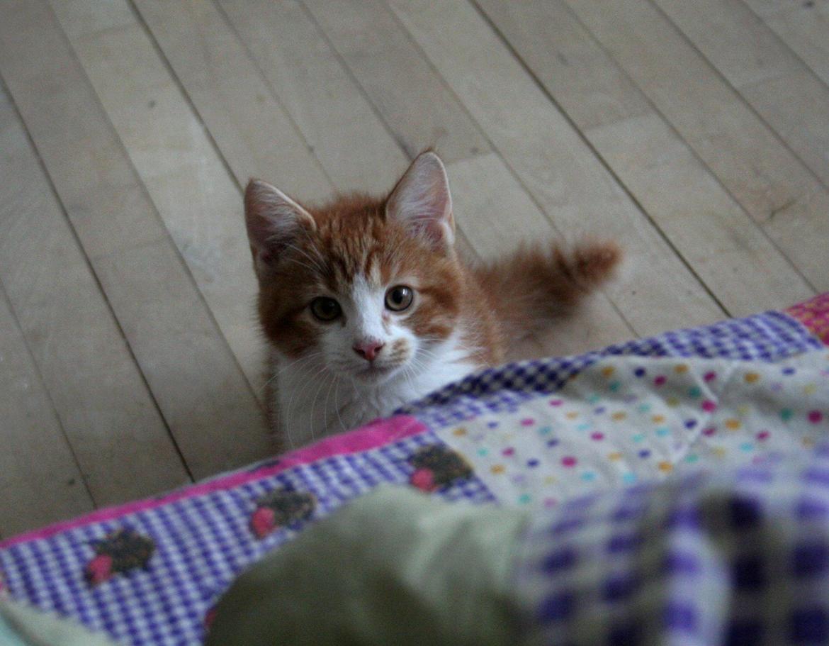 Huskat Lille Mæs billede 18