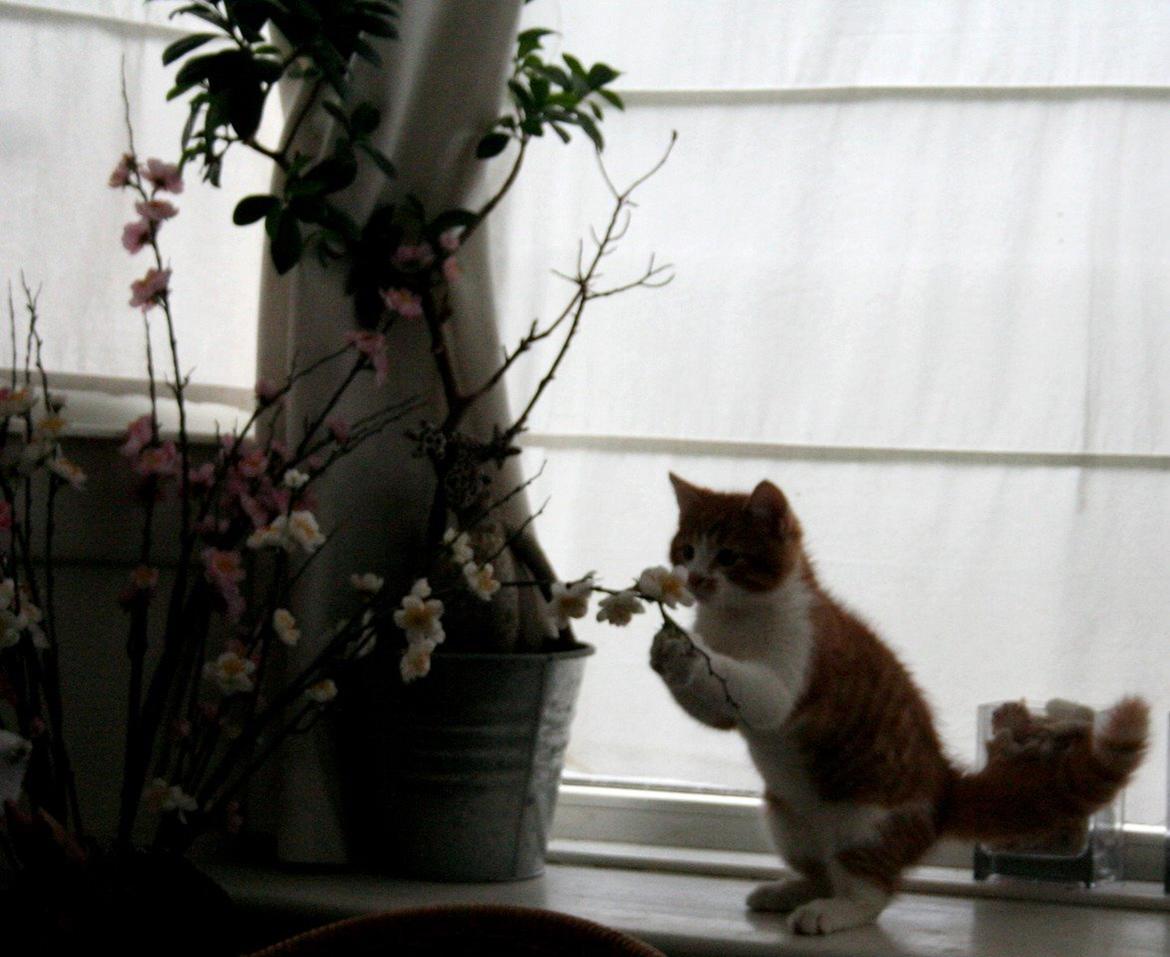 Huskat Lille Mæs billede 19