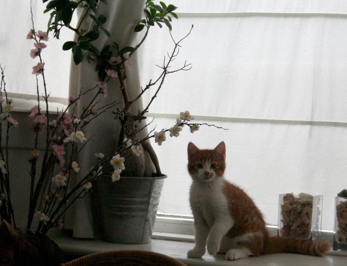 Huskat Lille Mæs billede 20