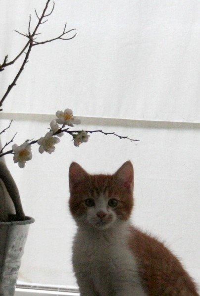 Huskat Lille Mæs billede 21