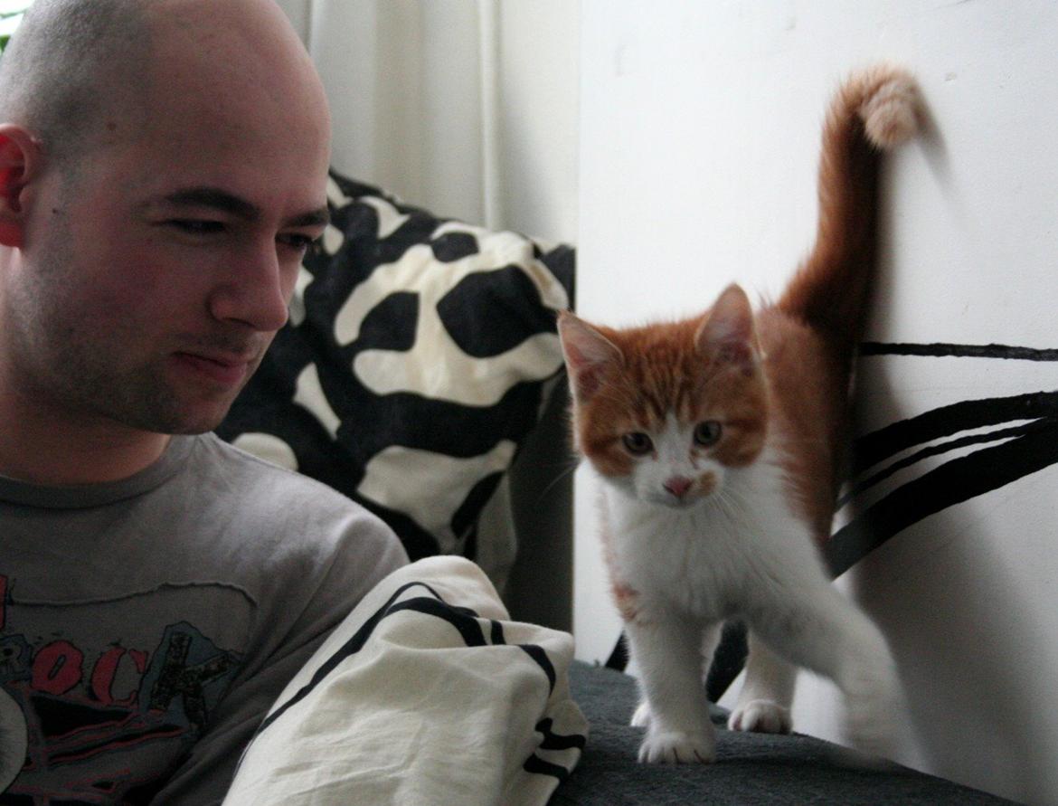 Huskat Lille Mæs billede 22