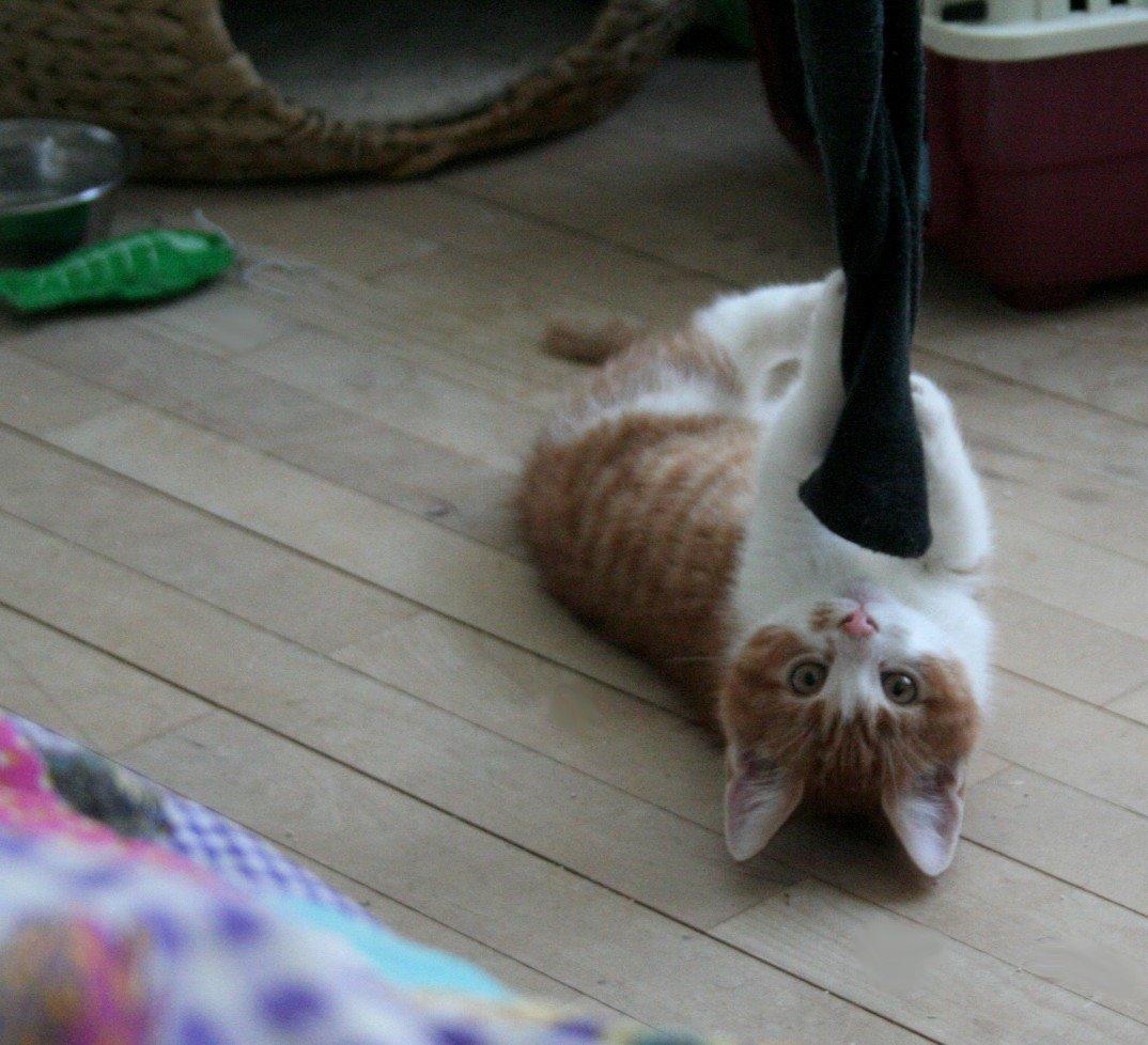 Huskat Lille Mæs billede 23