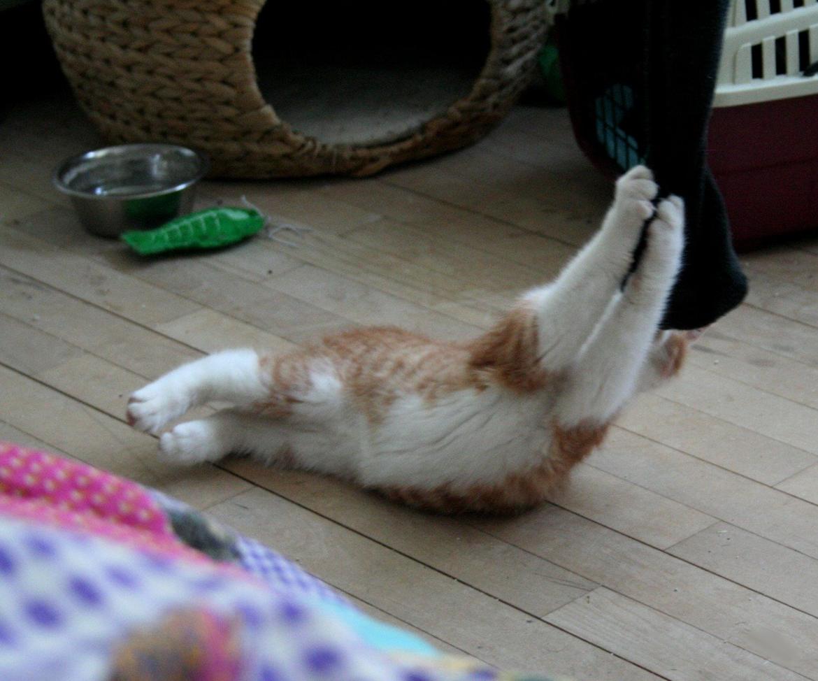 Huskat Lille Mæs billede 24