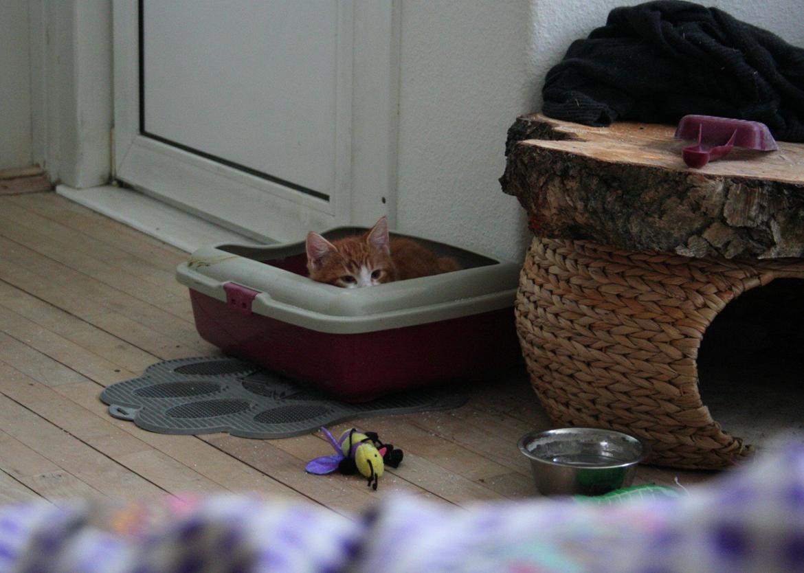 Huskat Lille Mæs billede 25