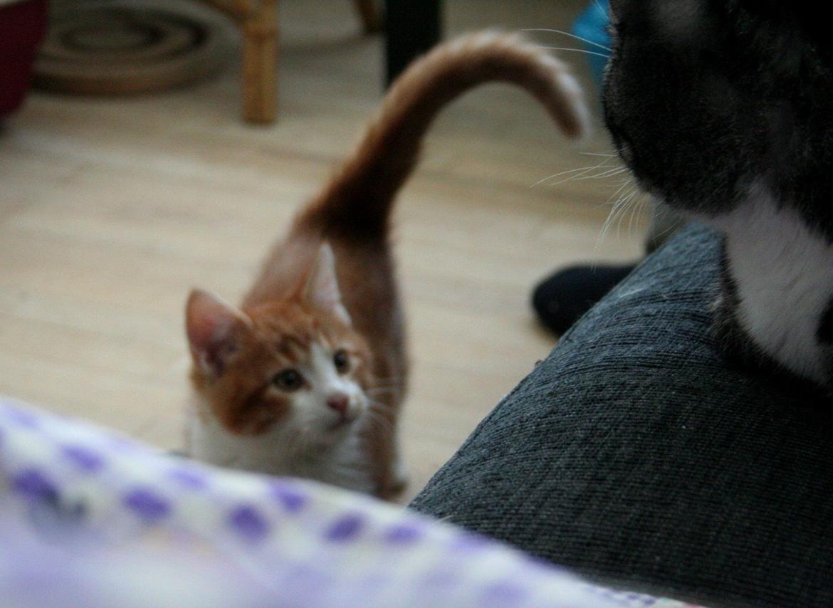 Huskat Lille Mæs billede 26