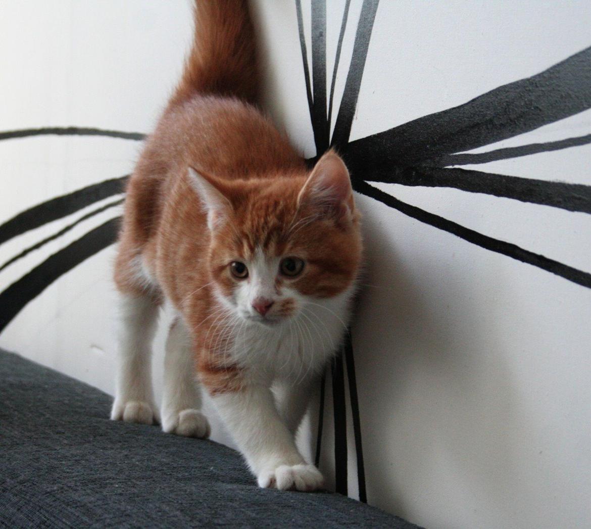 Huskat Lille Mæs billede 27