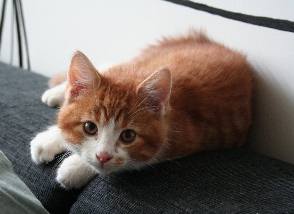 Huskat Lille Mæs billede 28