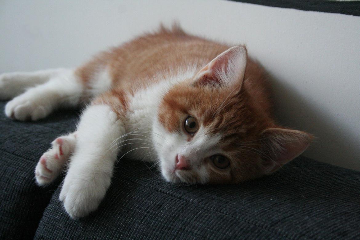 Huskat Lille Mæs billede 29