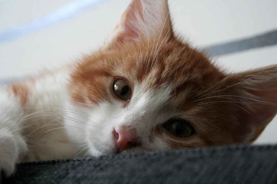 Huskat Lille Mæs billede 3