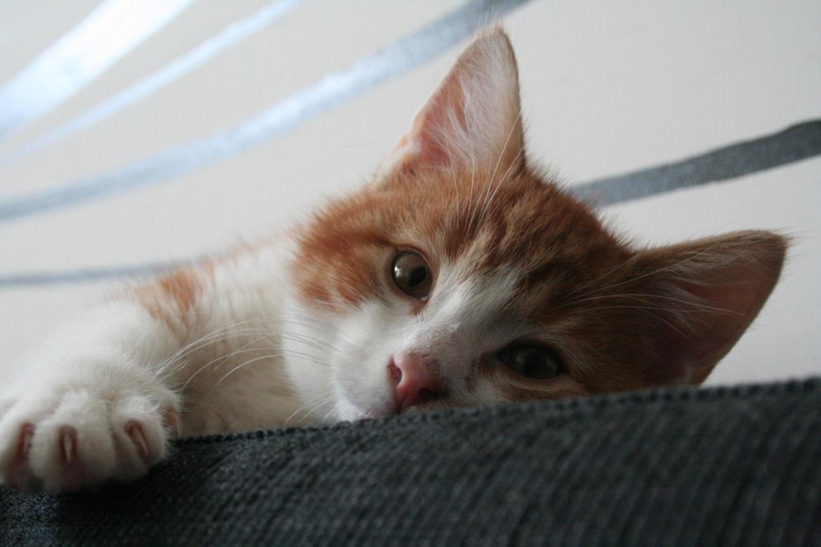 Huskat Lille Mæs billede 30