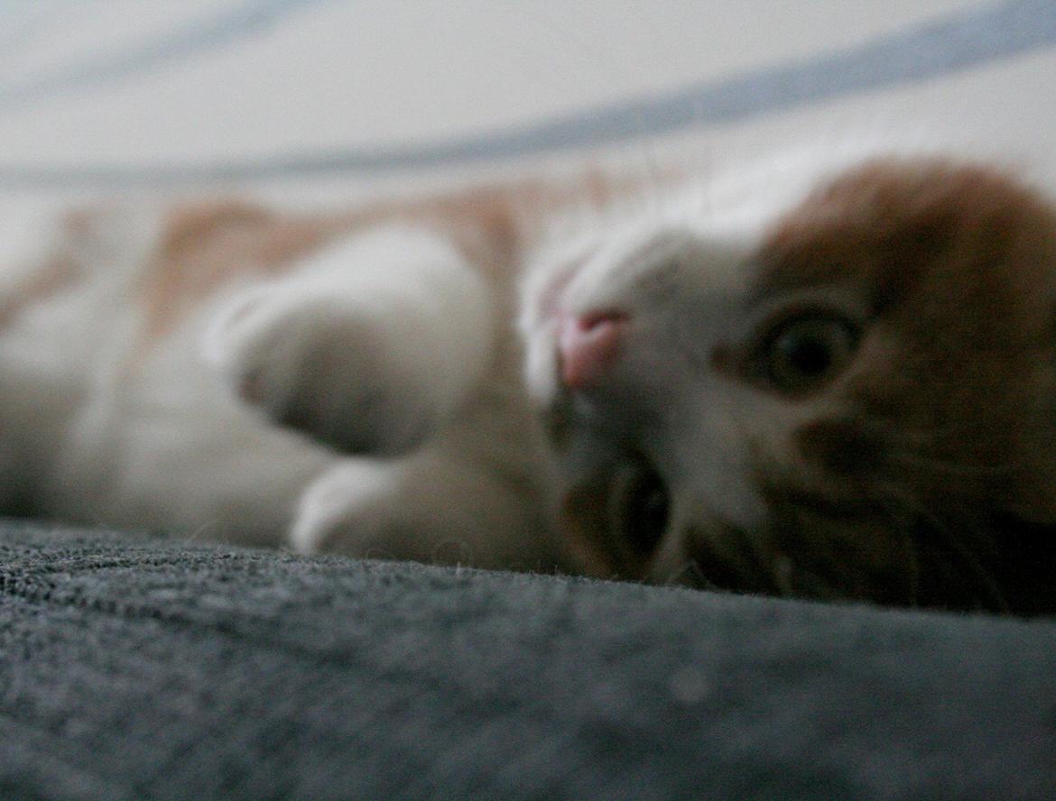 Huskat Lille Mæs billede 31