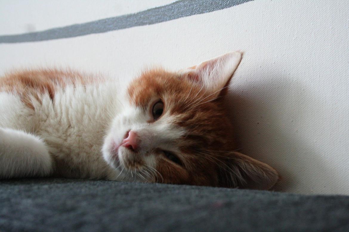 Huskat Lille Mæs billede 32