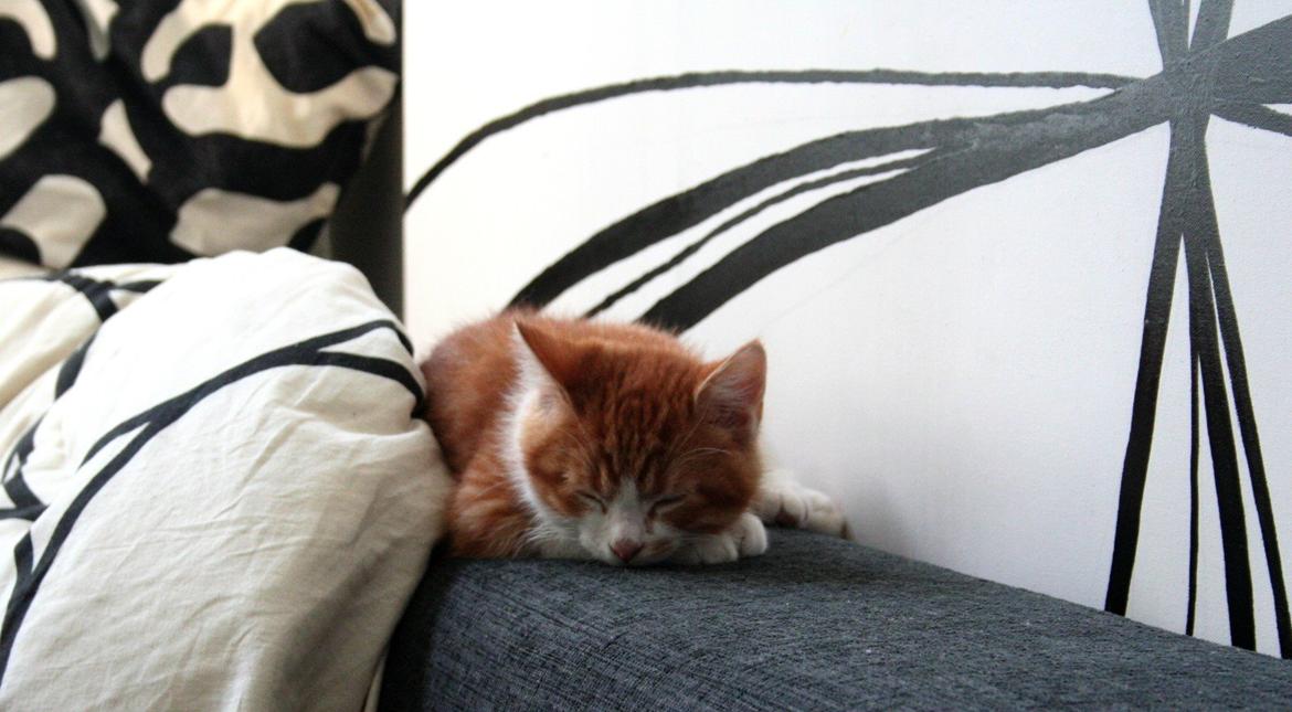 Huskat Lille Mæs billede 34