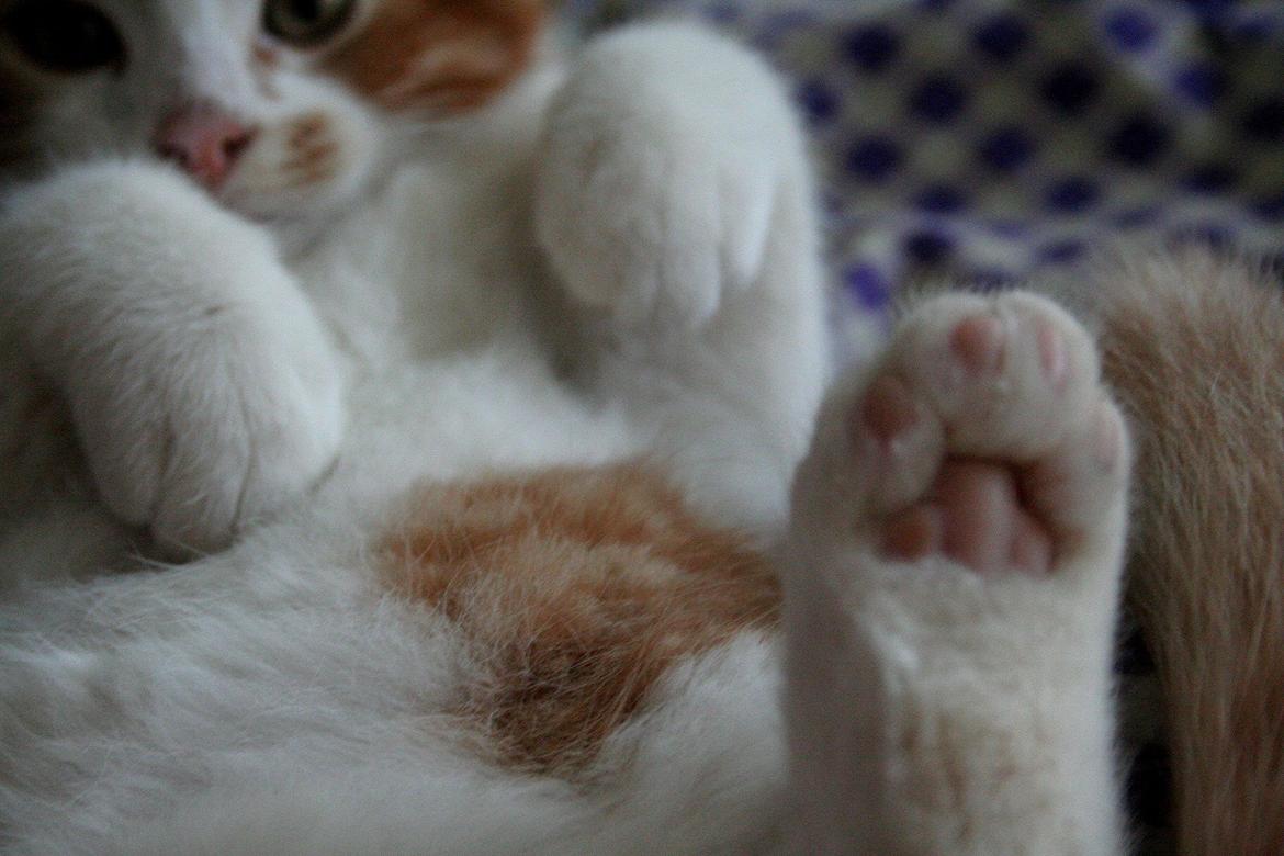 Huskat Lille Mæs billede 35