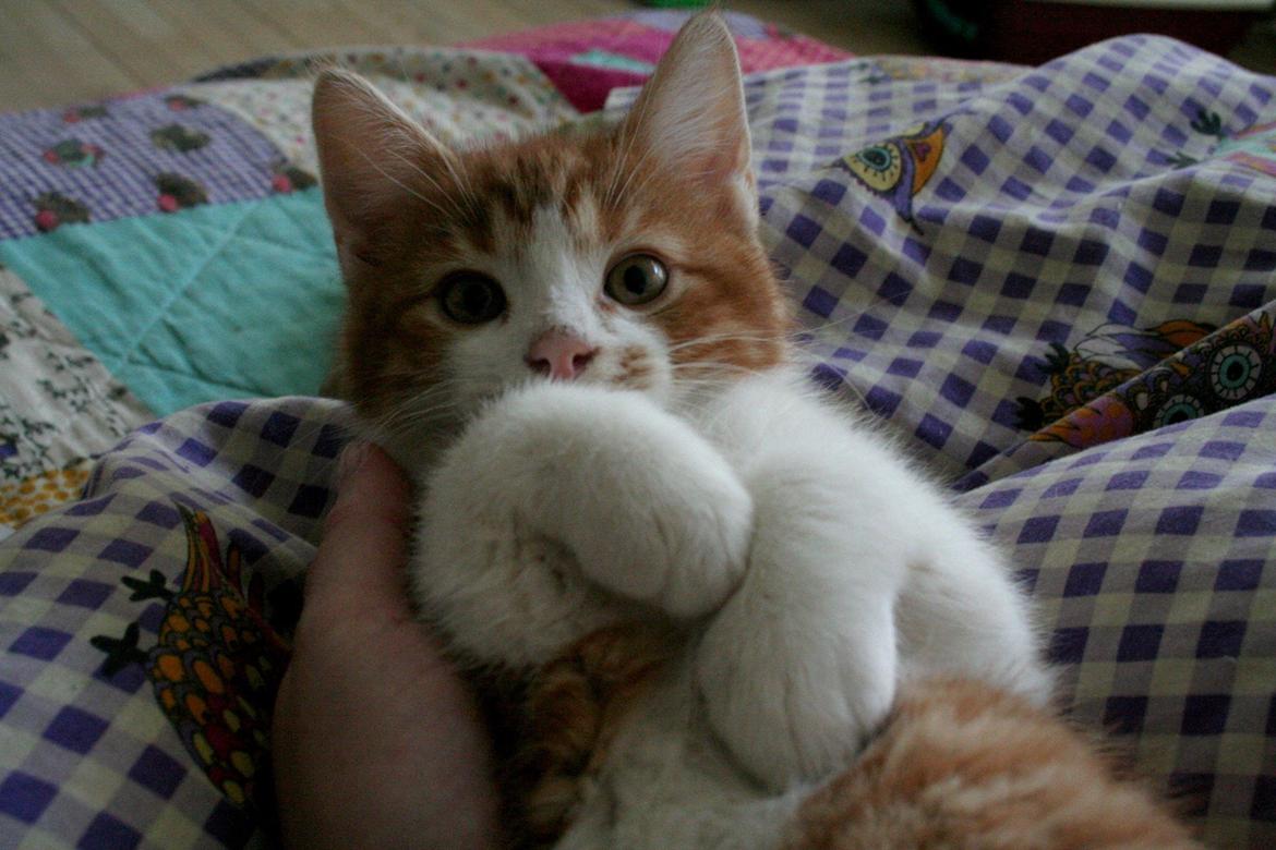 Huskat Lille Mæs billede 36