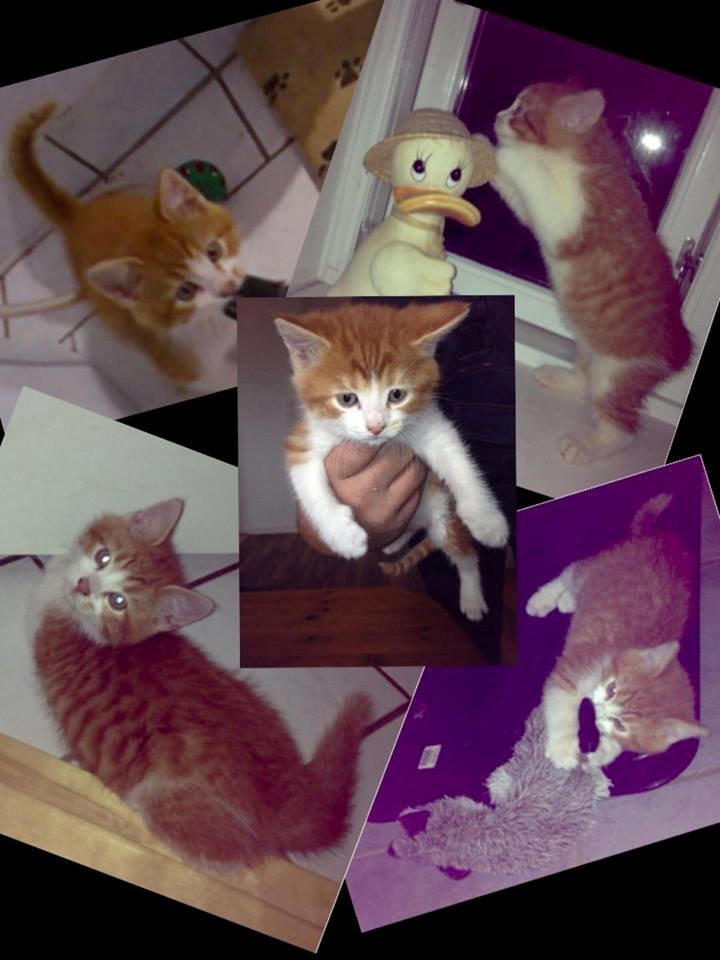 Huskat Lille Mæs billede 37