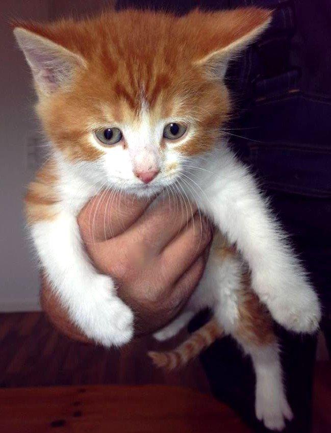 Huskat Lille Mæs billede 38