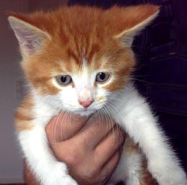 Huskat Lille Mæs billede 2