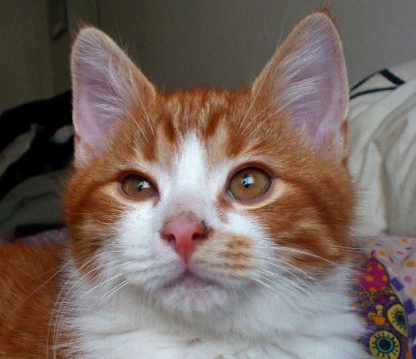 Huskat Lille Mæs billede 1