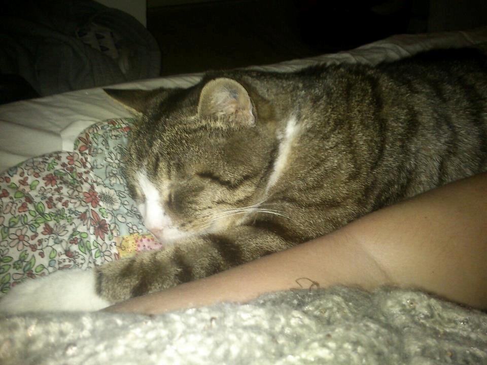 Huskat Sylvester billede 3