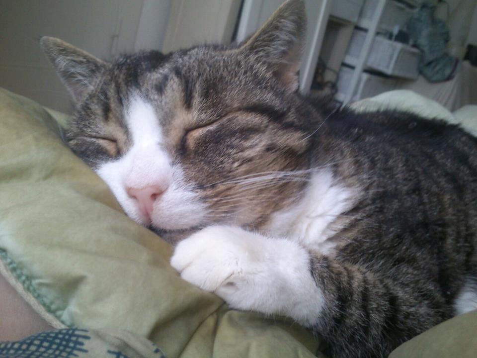 Huskat Sylvester billede 4