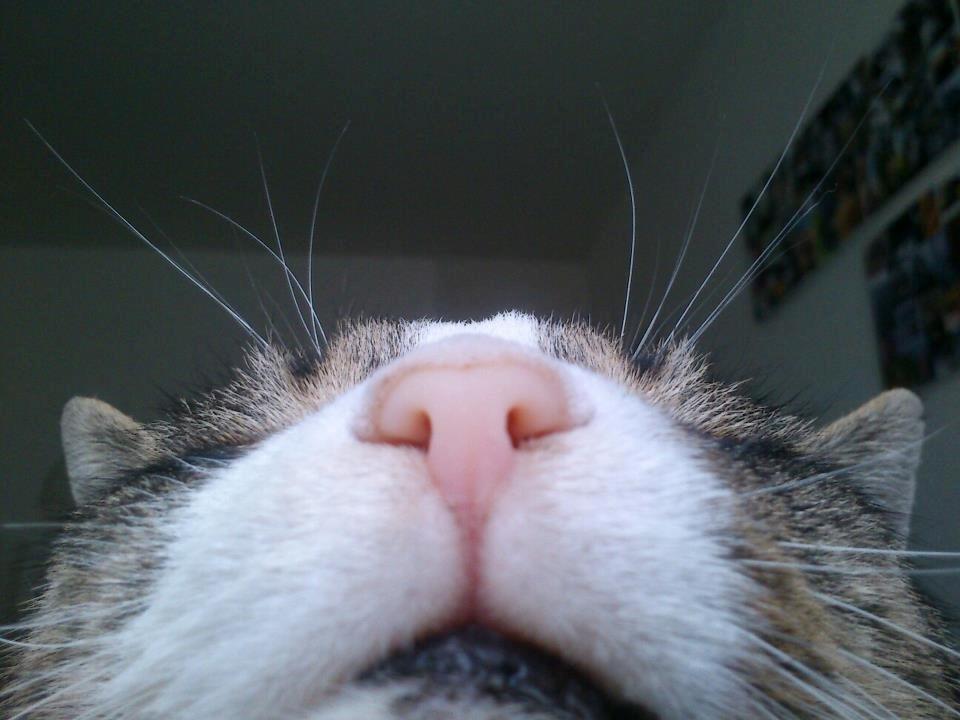 Huskat Sylvester billede 5