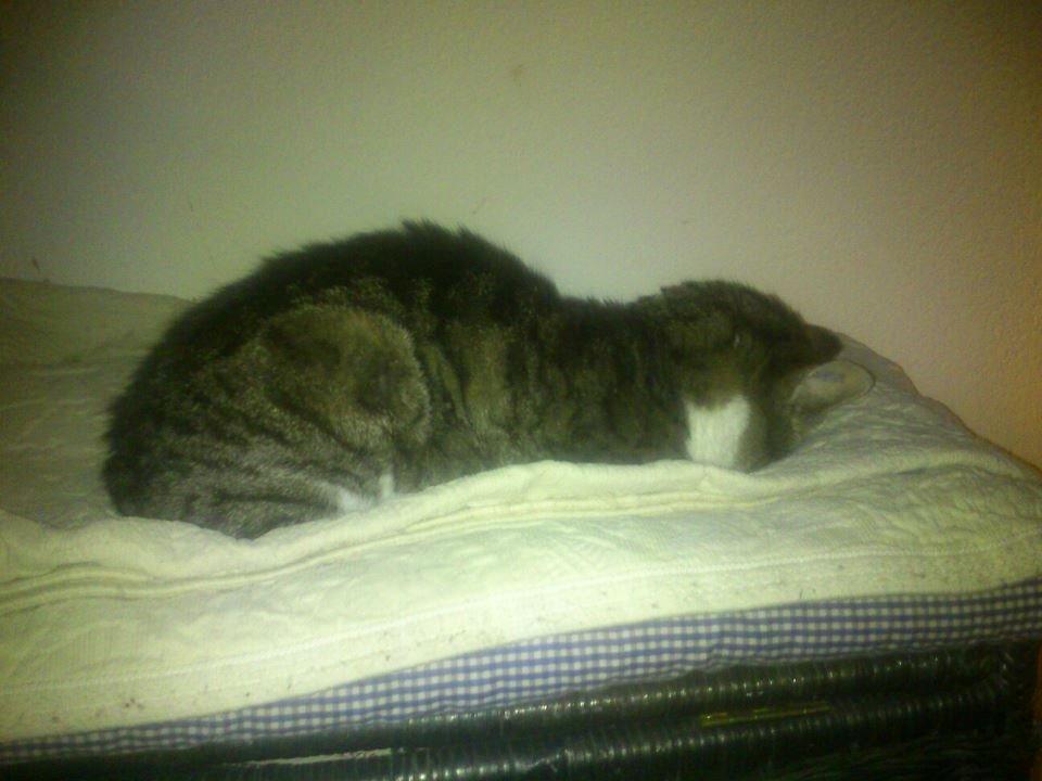 Huskat Sylvester billede 6