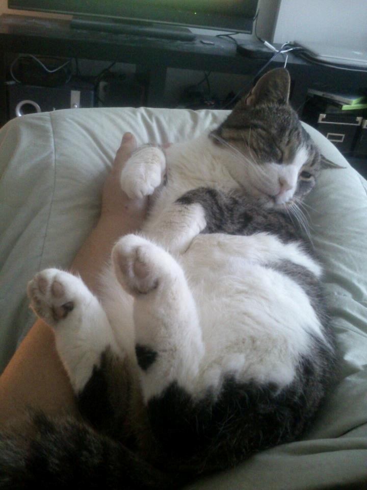 Huskat Sylvester billede 7