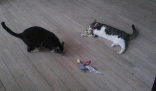 Huskat Sylvester billede 8