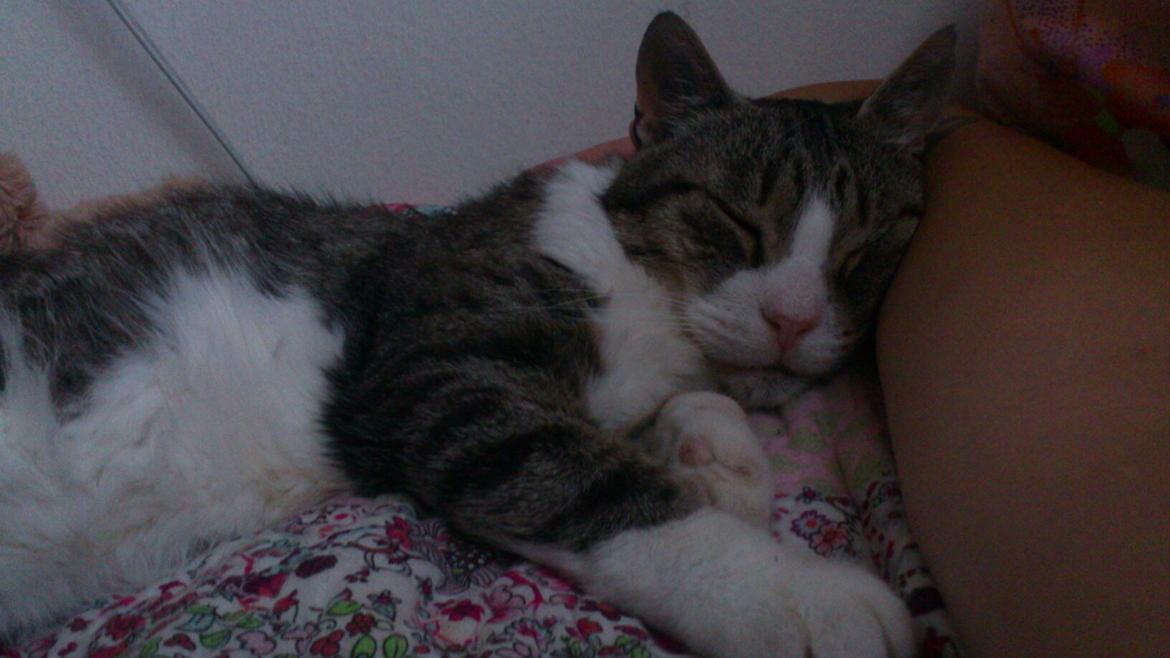 Huskat Sylvester billede 9