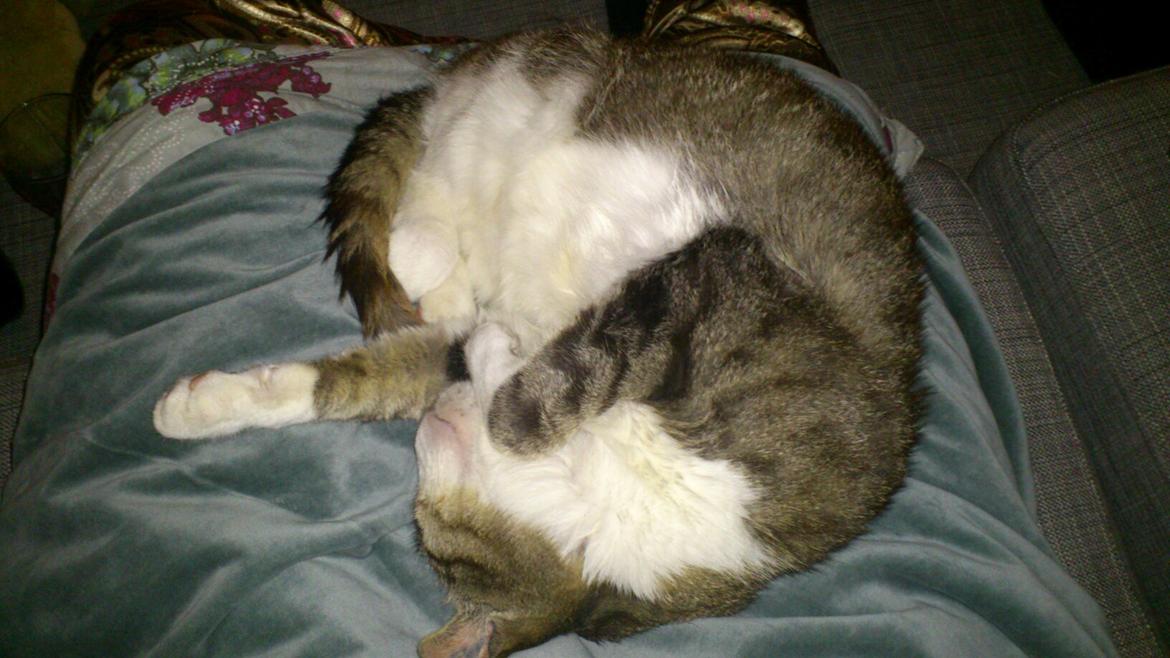 Huskat Sylvester billede 10