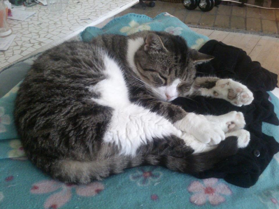 Huskat Sylvester billede 11