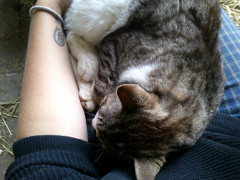 Huskat Sylvester billede 12