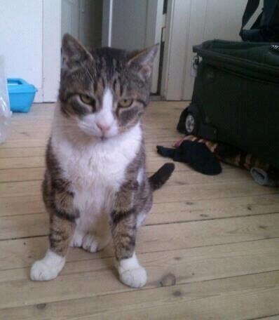 Huskat Sylvester billede 13