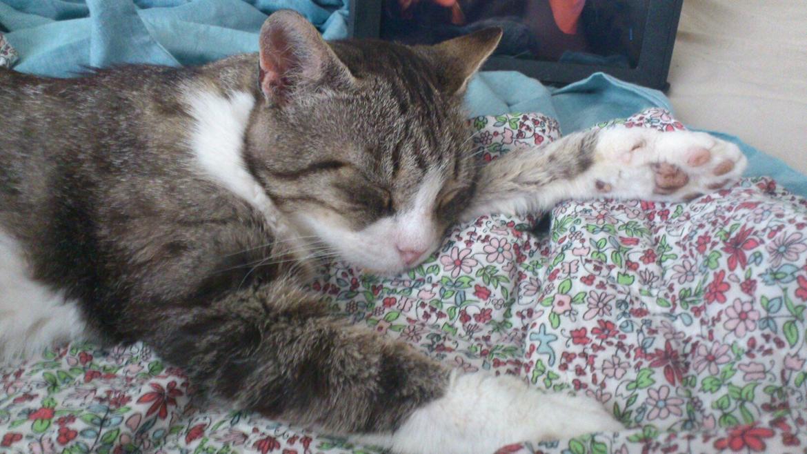 Huskat Sylvester billede 15