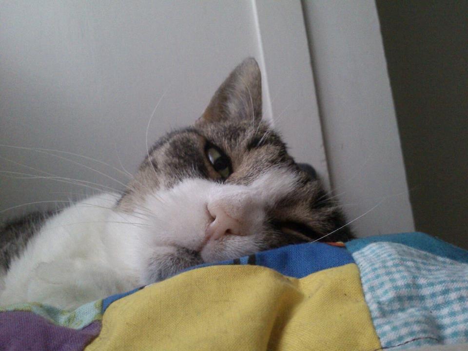 Huskat Sylvester billede 16