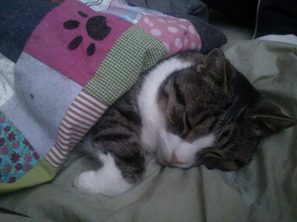 Huskat Sylvester billede 17