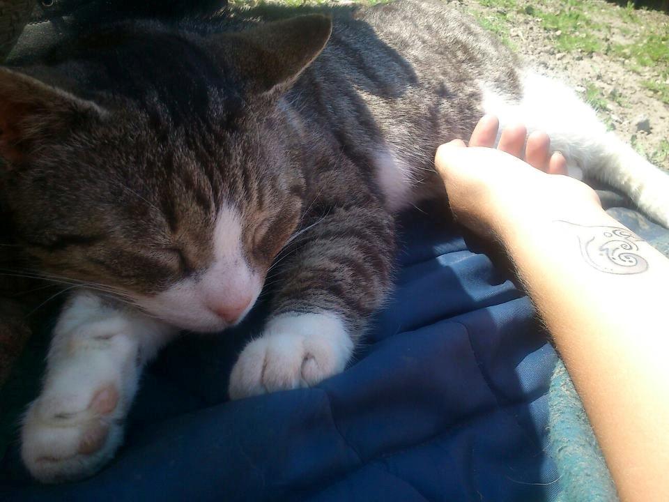 Huskat Sylvester billede 18